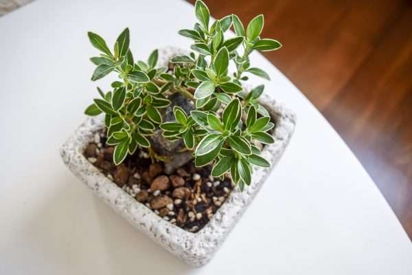 serissa japonica variegated bonsai in grains top