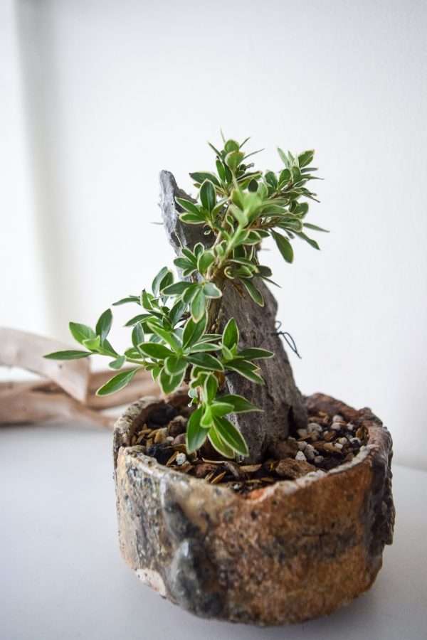 serissa japonica variegated bonsai in kunie close up