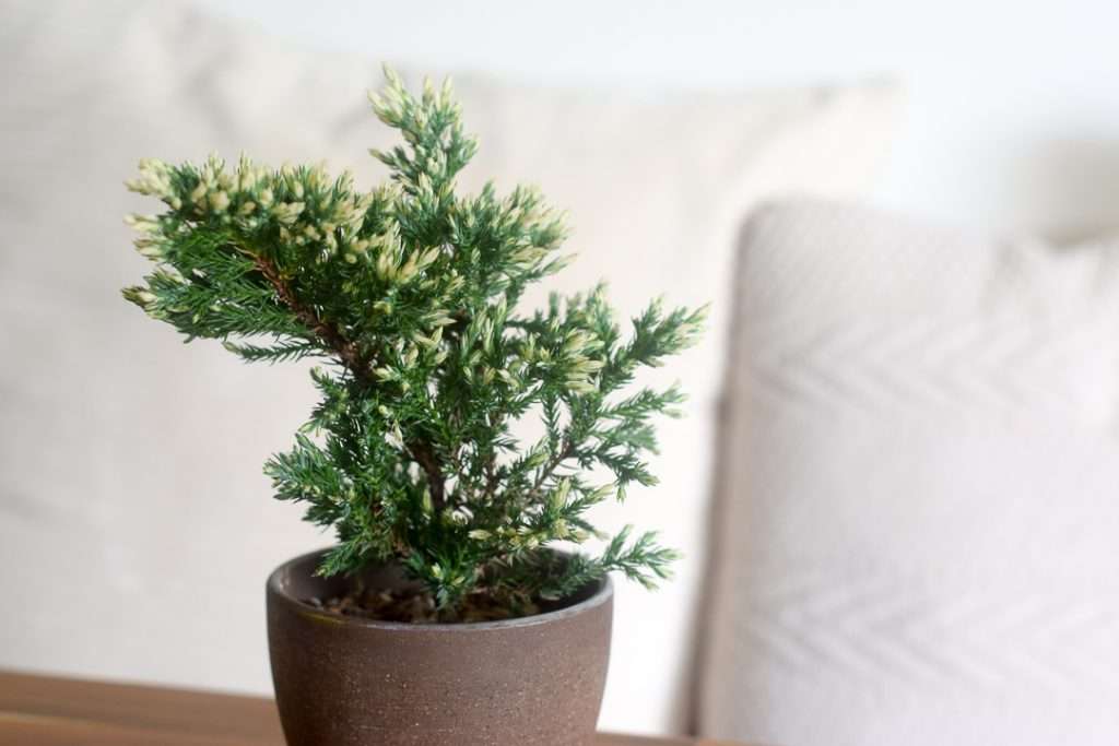 Variegated Juniper in Bob, from the Raw collection PINE SG