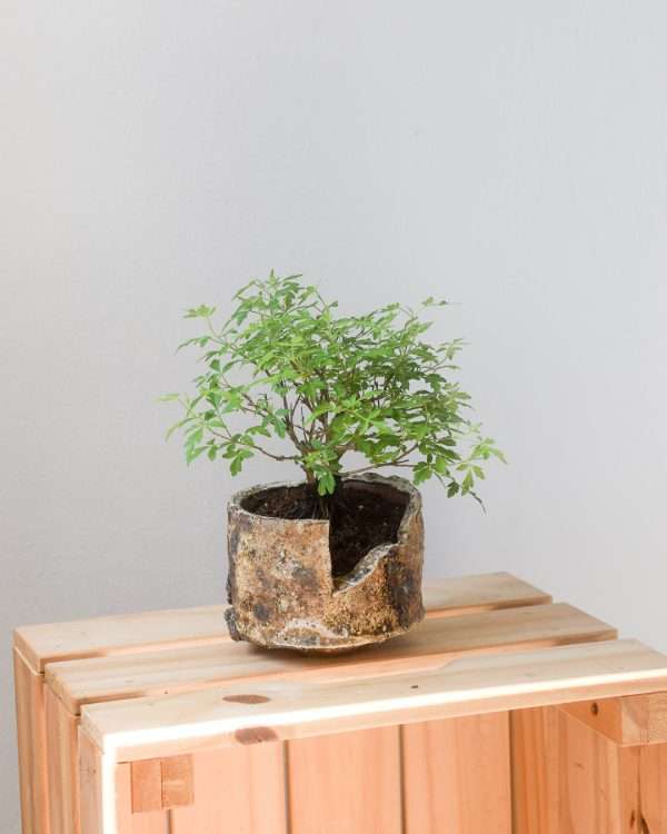 mak bonsai in kenzo