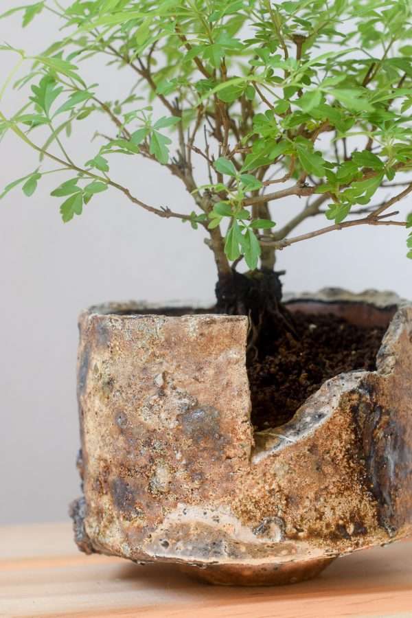 mak bonsai in kenzo close up