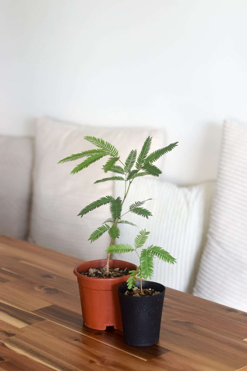 Pithecellobium Confertum (Everfresh Tree) PINE SG