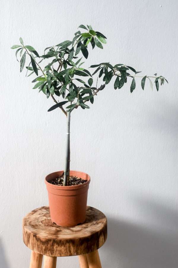olive tree 15cm