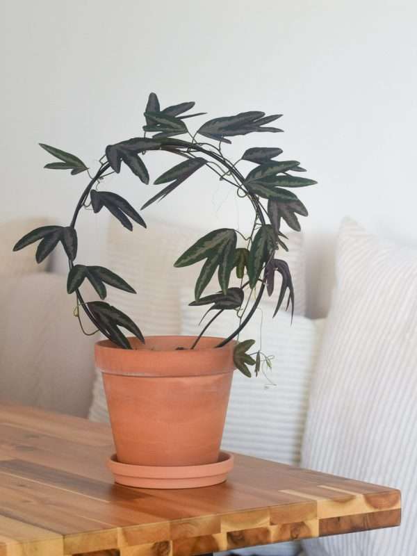 passiflora trifasciata