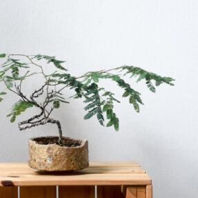 divi divi raintree bonsai in kaede