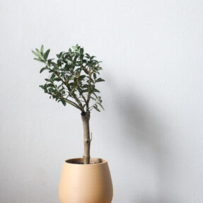 mini olive tree in egg planter