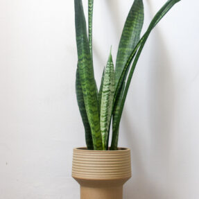 sansevieria styled in painter