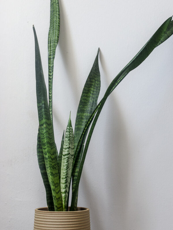 sansevieria styled in painter close up