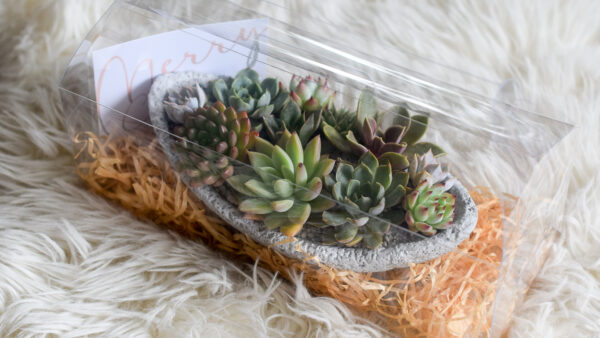 succulents moonrock xmas gift packaging