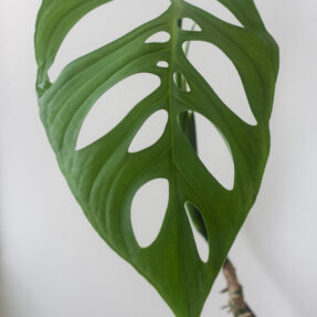 monstera esqueleto leaf close up