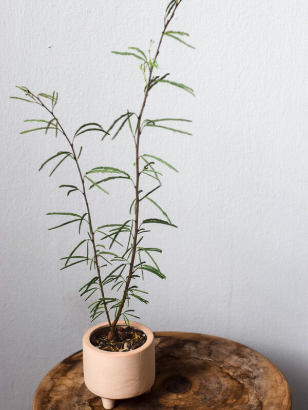 persian silk tree in vibe raw planter top