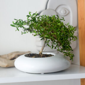 bucida bonsai in yasumu