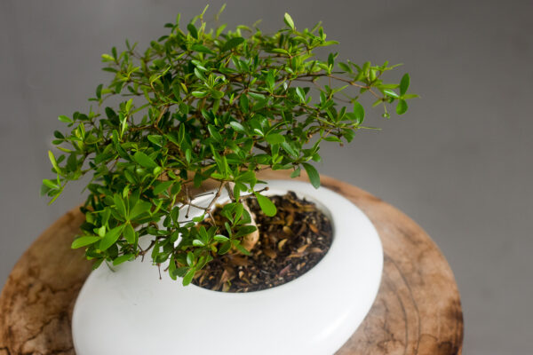 bucida bonsai in yasumu top