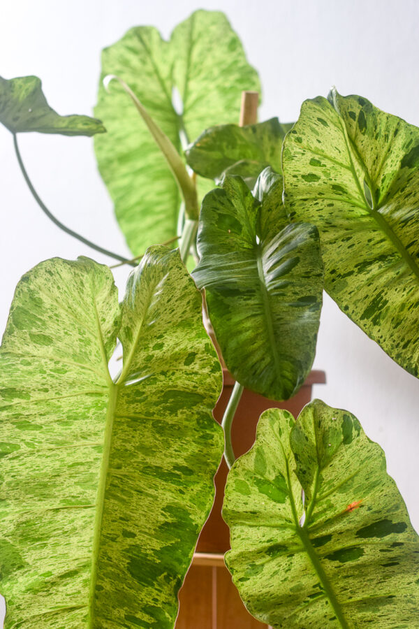 philodendron paraiso verde foliage mature