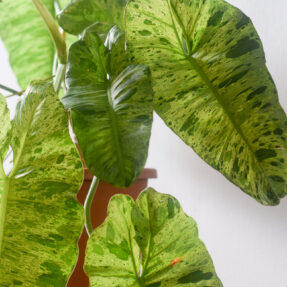 philodendron paraiso verde foliage mature