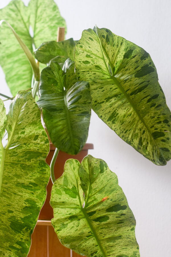 philodendron paraiso verde foliage mature