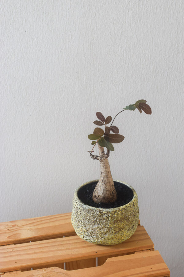 phyllanthus mirabilis in bowl