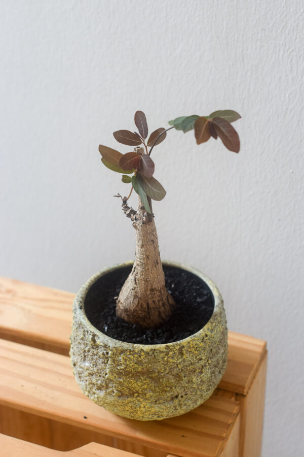 phyllanthus mirabilis in bowl top